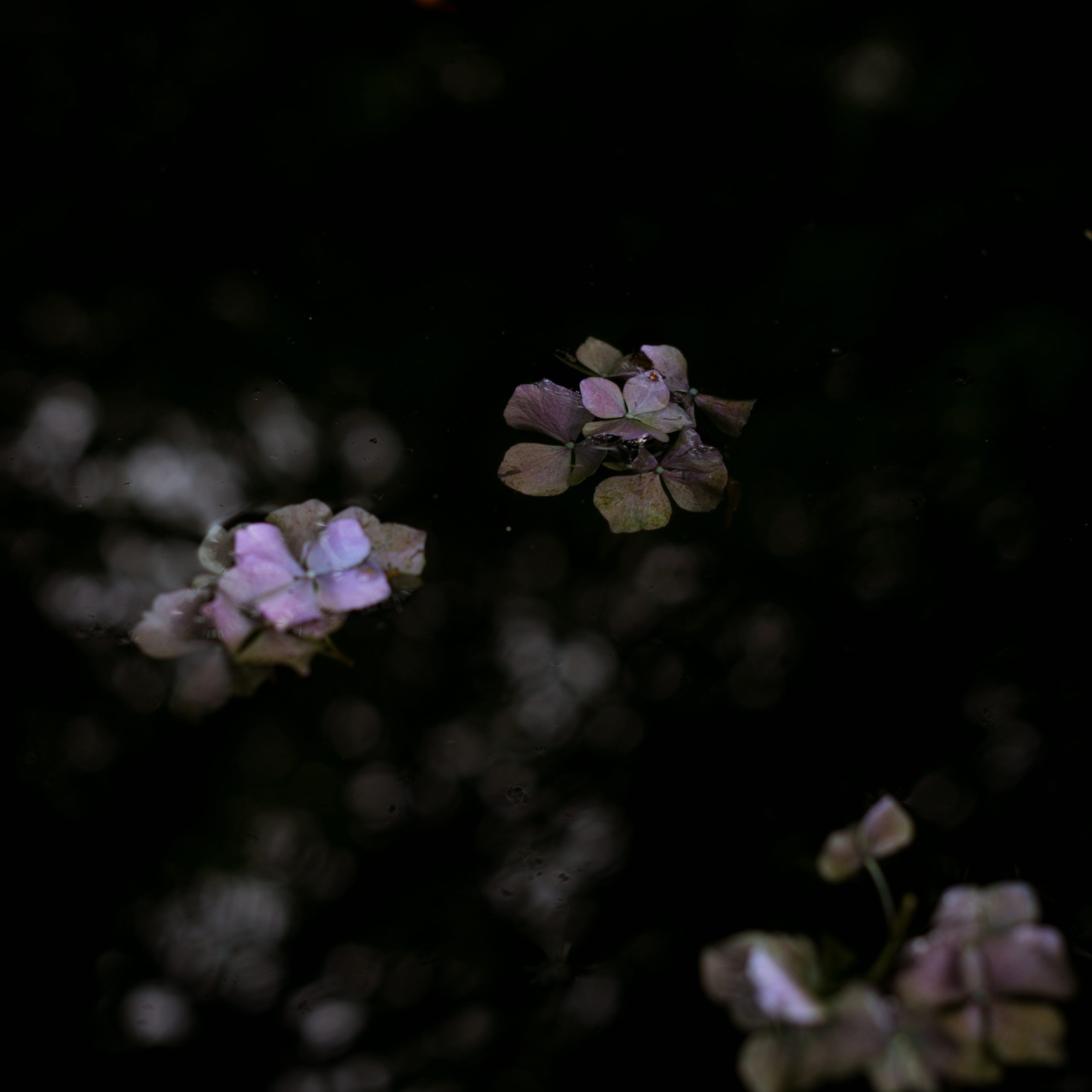 Lur Garden Ariane Roz fotógrafa de viajes travel photographer
