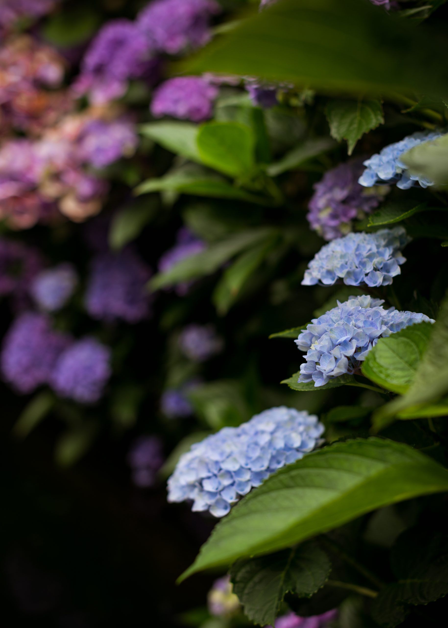 Lur Garden Ariane Roz fotógrafa de viajes travel photographer